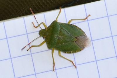 <i>Palomena prasina</i>