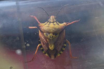 <i>Carpocoris mediterraneus</i>