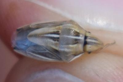 <i>Aelia rostrata</i>