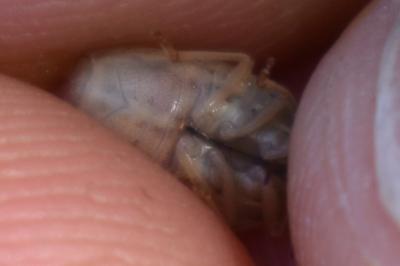 <i>Aelia rostrata</i>
