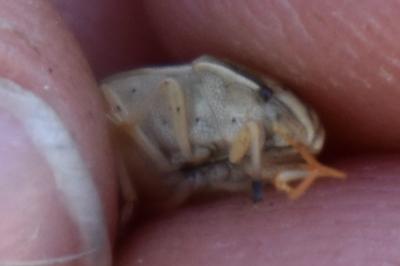 <i>Aelia acuminata</i>