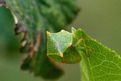 <i>Stictocephala alta</i>