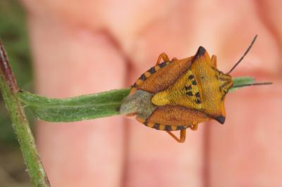 <i>Carpocoris</i>
