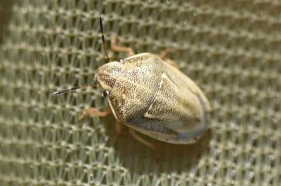 <i>Neottiglossa leporina</i>