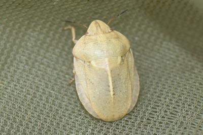 <i>Eurygaster austriaca</i>