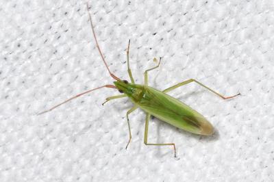 <i>Trigonotylus</i>
