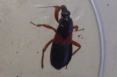 <i>Prostemma guttula</i>