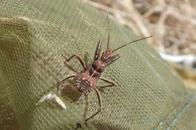 <i>Rhynocoris erythropus</i>