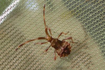 <i>Haploprocta sulcicornis</i>