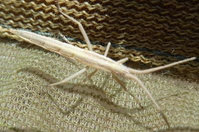 <i>Chorosoma schillingii</i>