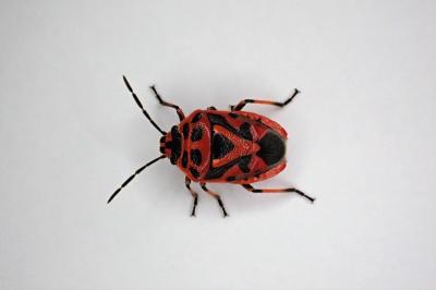 <i>Eurydema ornata</i>