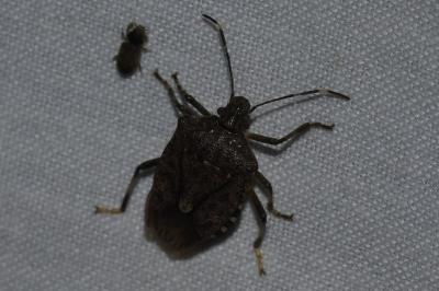 <i>Halyomorpha halys</i>