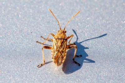 <i>Stictopleurus</i>