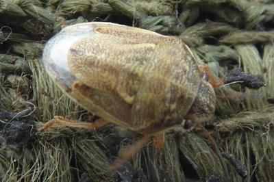 <i>Neottiglossa leporina</i>