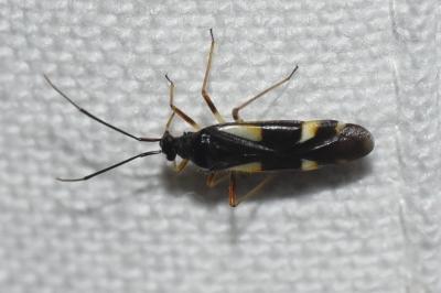 <i>Dryophilocoris flavoquadrimaculatus</i>