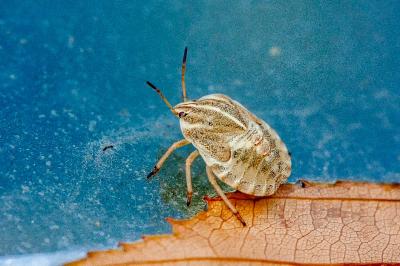 <i>Graphosoma italicum</i>