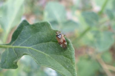 <i>Lygus pratensis</i>