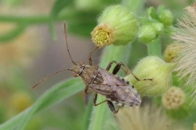 <i>Stictopleurus punctatonervosus</i>