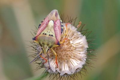<i>Carpocoris purpureipennis</i>