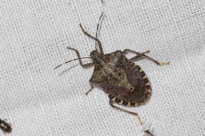 <i>Halyomorpha halys</i>