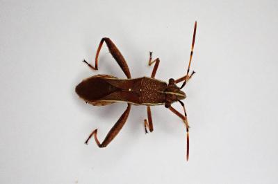 <i>Camptopus lateralis</i>