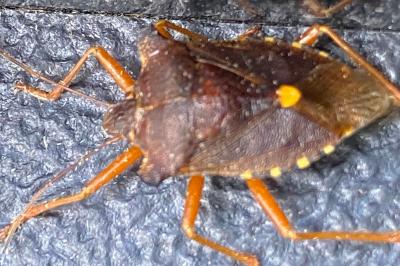<i>Pentatoma rufipes</i>