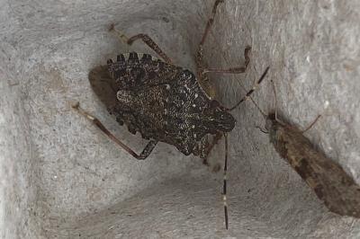 <i>Halyomorpha halys</i>