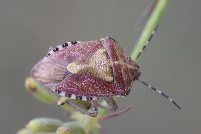 <i>Dolycoris baccarum</i>
