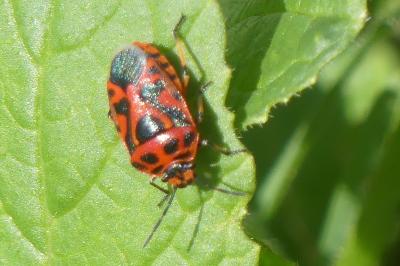 <i>Eurydema ornata</i>