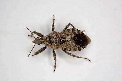 <i>Coranus griseus</i>