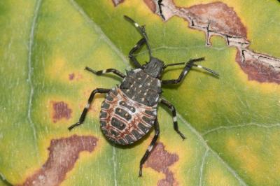 <i>Halyomorpha halys</i>