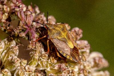 <i>Carpocoris purpureipennis</i>