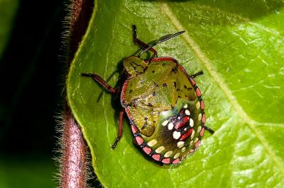<i>Nezara viridula</i>