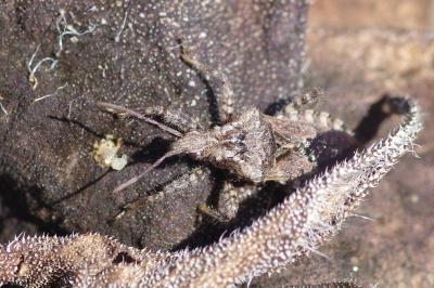 <i>Coranus griseus</i>