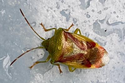 <i>Elasmostethus</i>