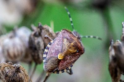 <i>Dolycoris baccarum</i>