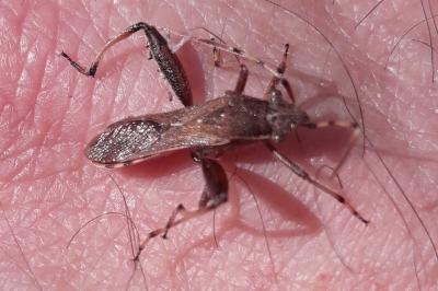 <i>Camptopus lateralis</i>