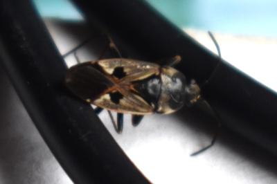 <i>Rhyparochromus vulgaris</i>