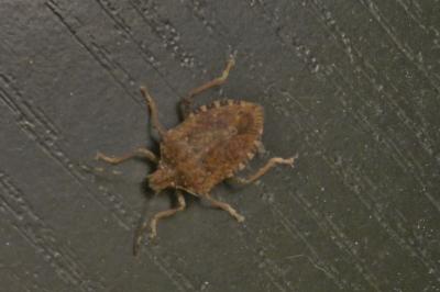 <i>Halyomorpha halys</i>