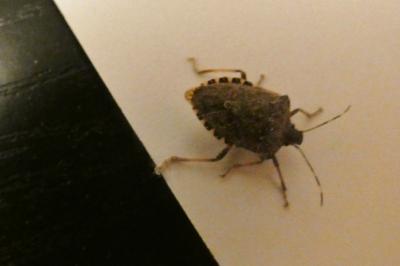 <i>Halyomorpha halys</i>
