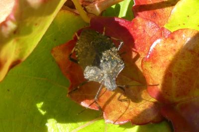 <i>Halyomorpha halys</i>