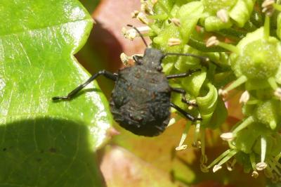 <i>Halyomorpha halys</i>