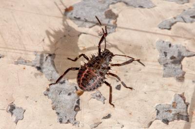 <i>Halyomorpha halys</i>