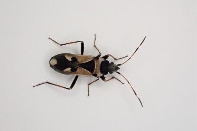 <i>Raglius confusus</i>