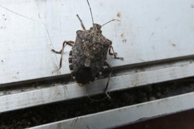 <i>Halyomorpha halys</i>