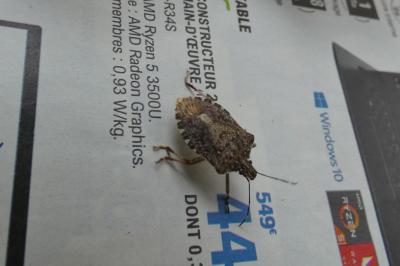 <i>Halyomorpha halys</i>