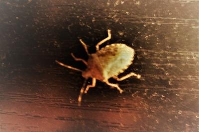 <i>Rhaphigaster nebulosa</i>