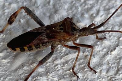 <i>Leptoglossus occidentalis</i>