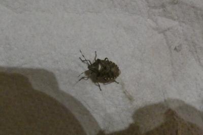 <i>Rhaphigaster nebulosa</i>