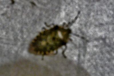 <i>Rhaphigaster nebulosa</i>